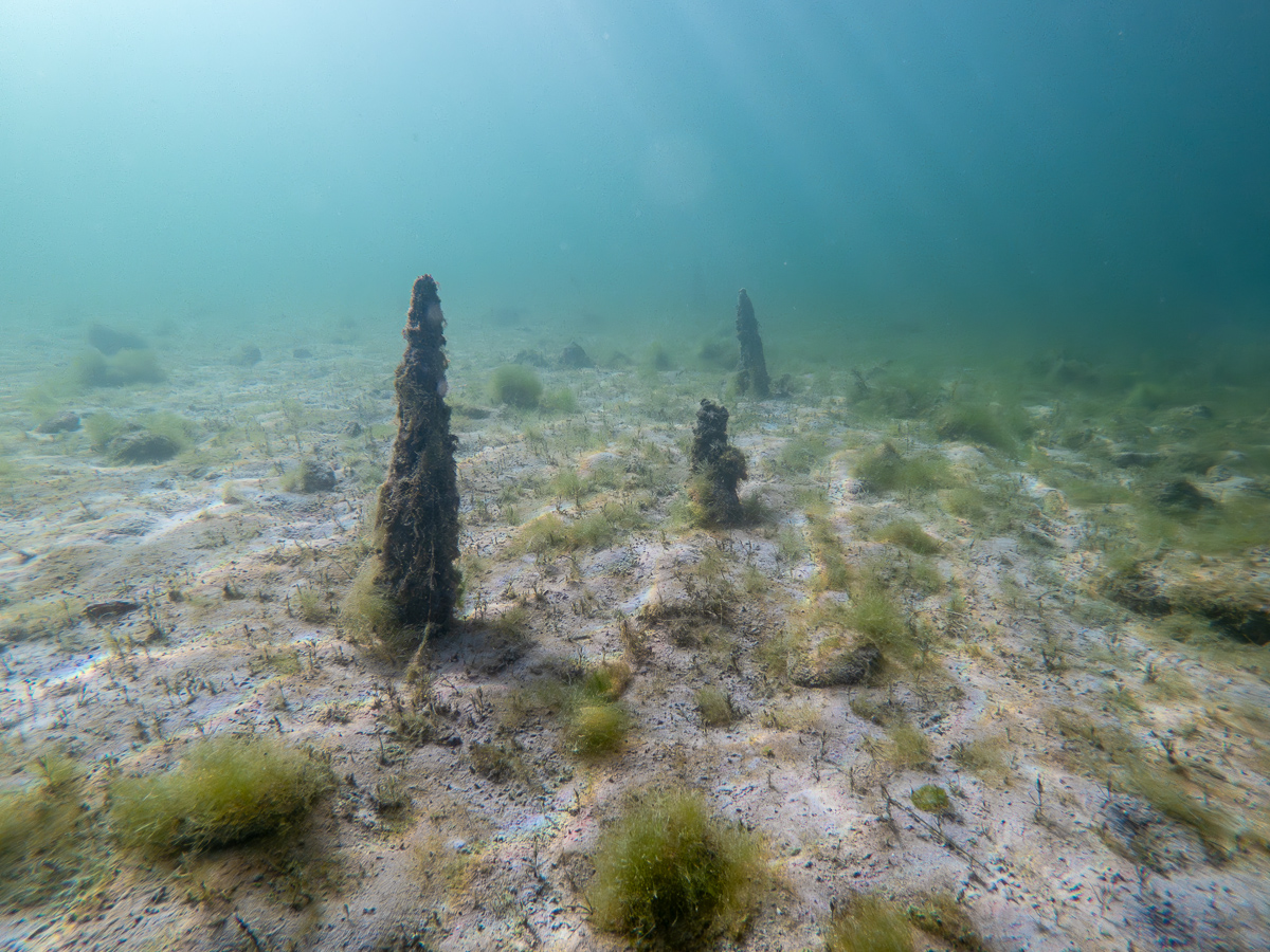 Noch undatierte Pfähle im Flachwasser des Lorzenausflusses – direkt neben der Fahrrinne der Kursschiffe.