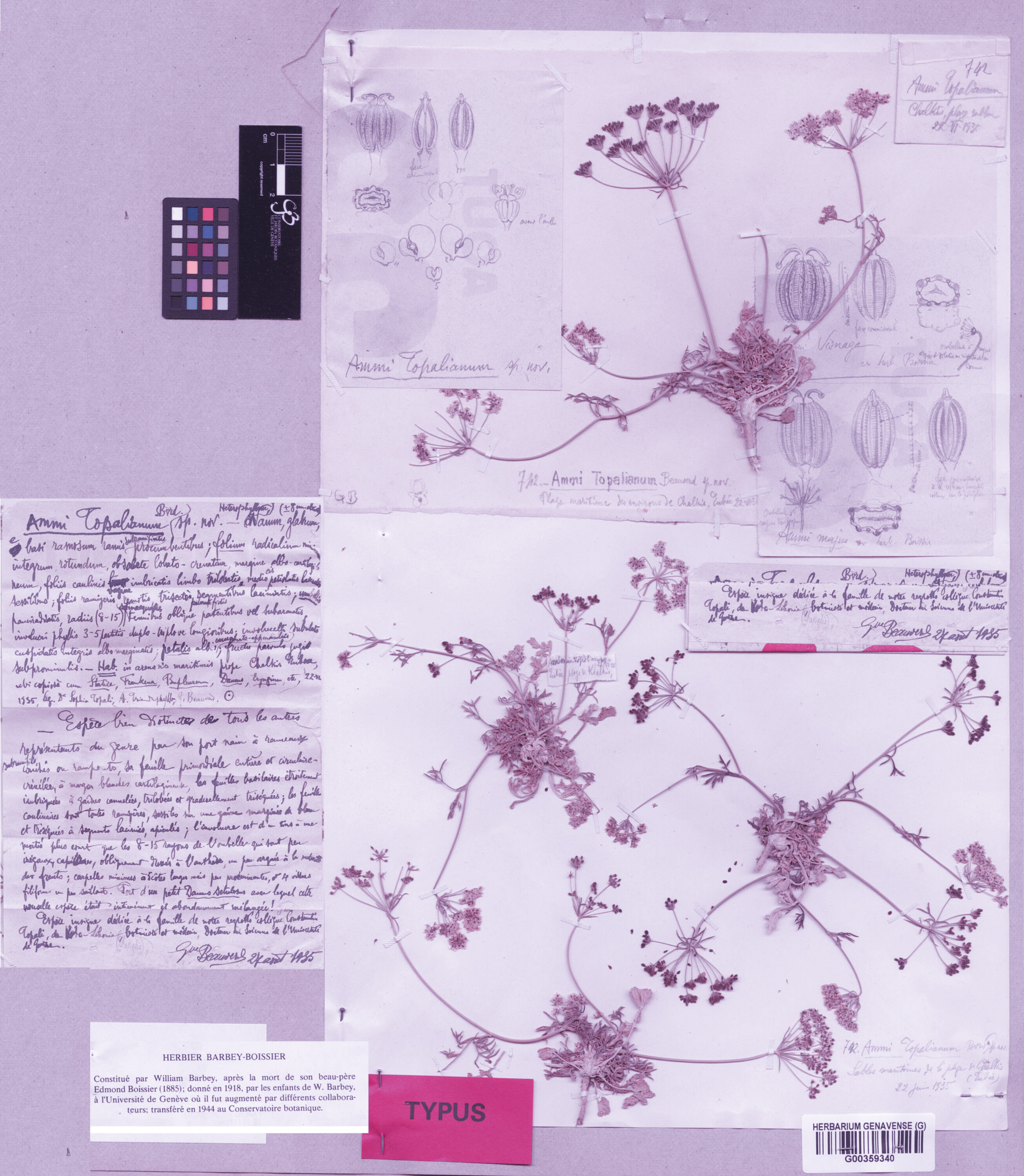 Une planche d'herbier de la plante Ammi topalii Beauverd, recoltée par Sofia Topali en 1935.