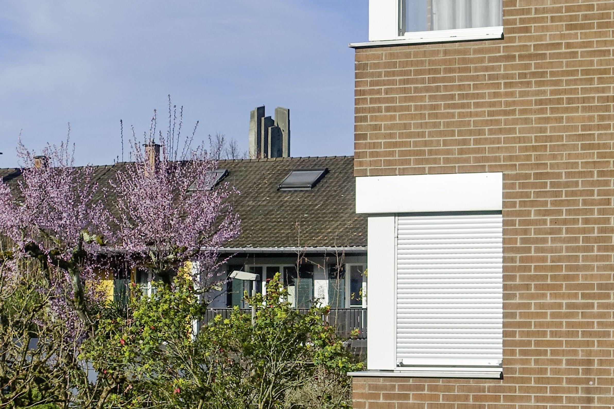 BS – Riehen. Im Kornfeld