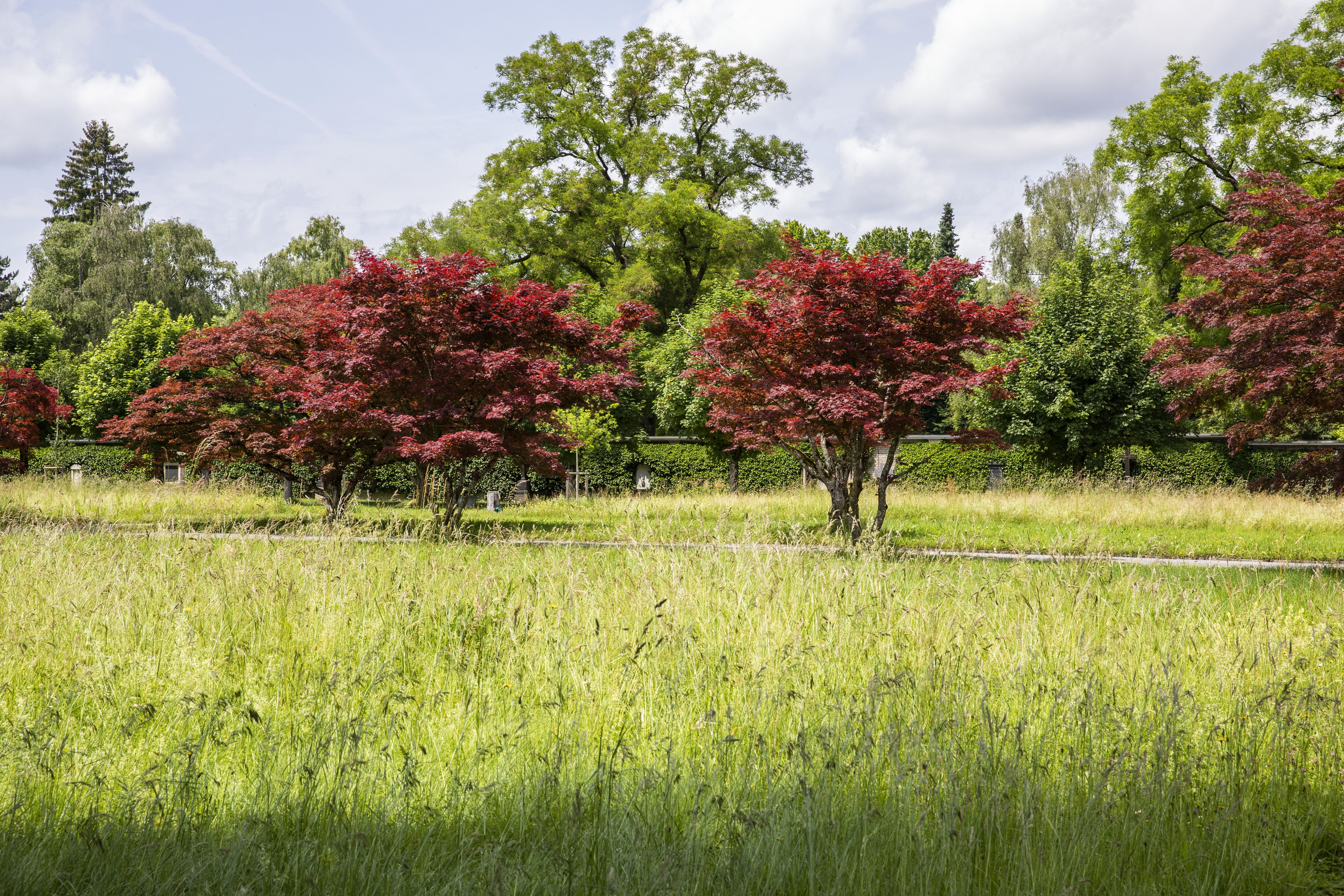 Friedhof Sihlfeld