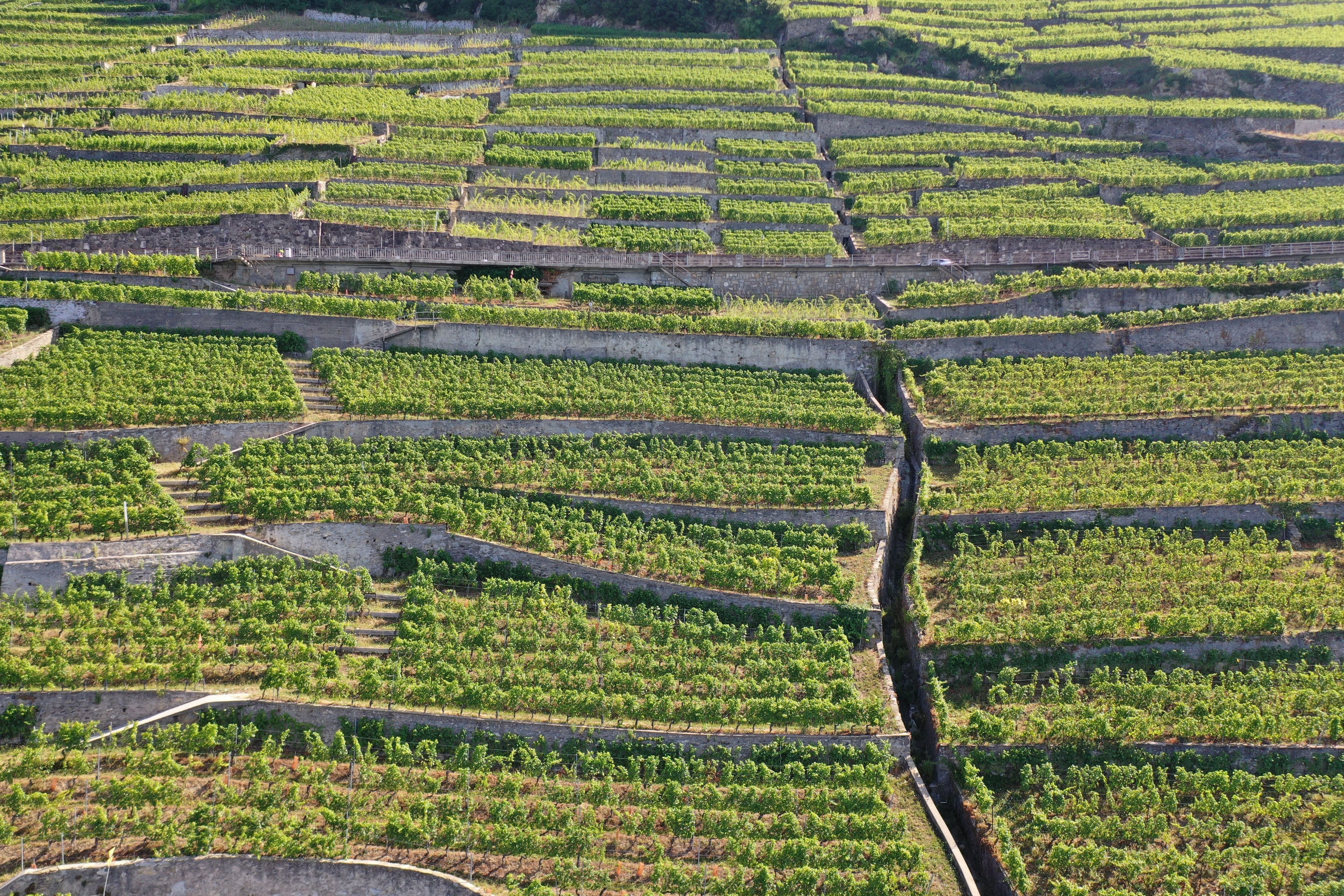 Lavaux patrimoine mondial vignes vaud lac